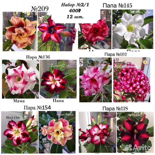 Адениум (Роза пустыни) свежие семена