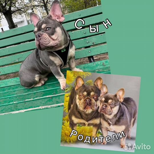 Вязка в Москве