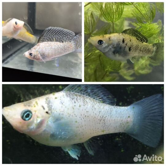 Рыбки + Растения