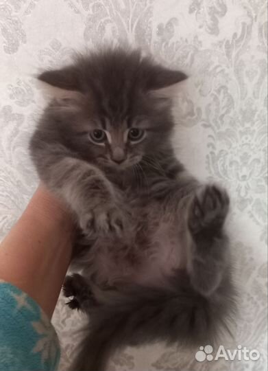 Сибирский котик