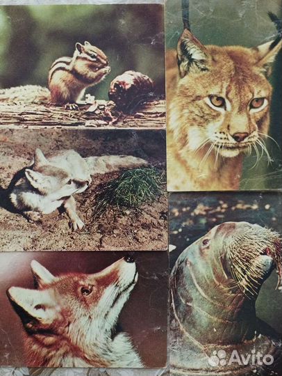 Открытки животные