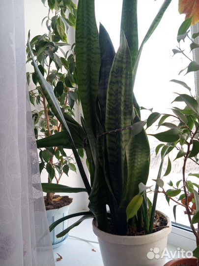 Цветы разные Юкка