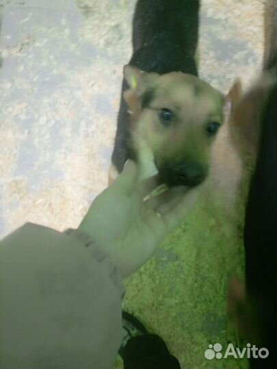 Небольшим собачкам очень нужен дом