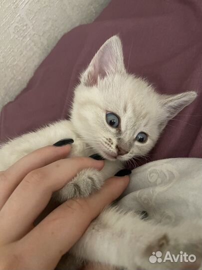 Отдам котенка в добрые руки