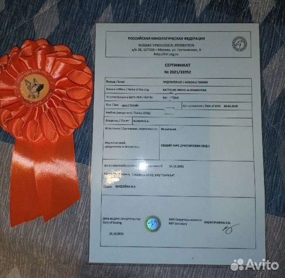 Щенки эрдельтерьера