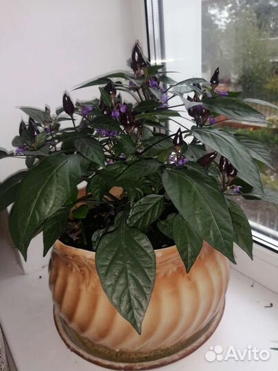 Семена острых перцев. Набор 5 сортов по 10 семян