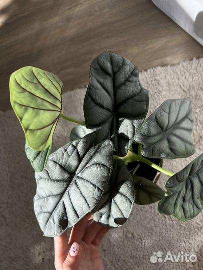 Алоказия сильвер драгон