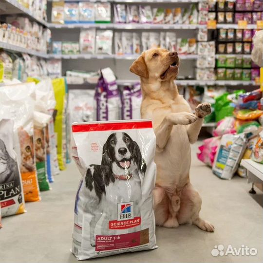 Лабрадор для вязки