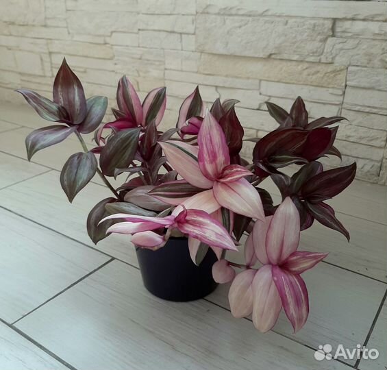 Тайская традесканция, большой куст