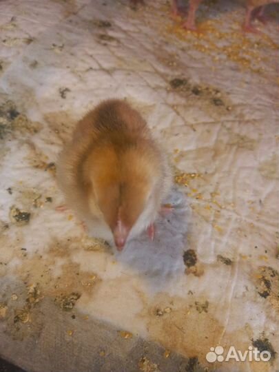 Инкубационное яйцо