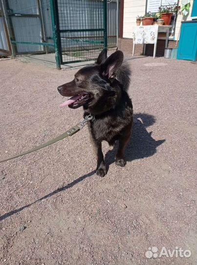 Маленькая собака в добрые руки