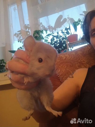Шиншилла