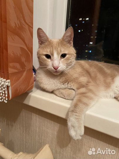 Котик в дар