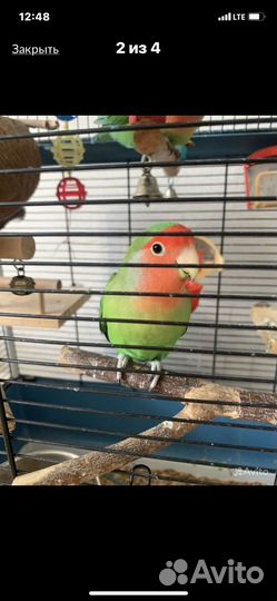 Попугай неразлучники с клеткой