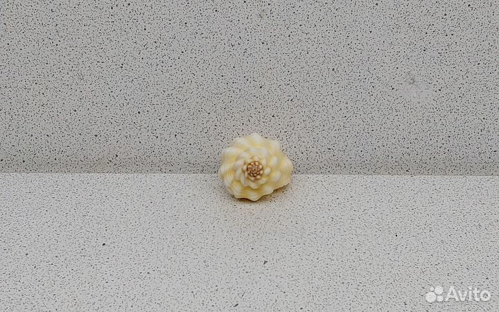 Канварус 3,8 морская ракушка раковина