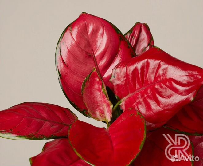 Аглаонема ред стар