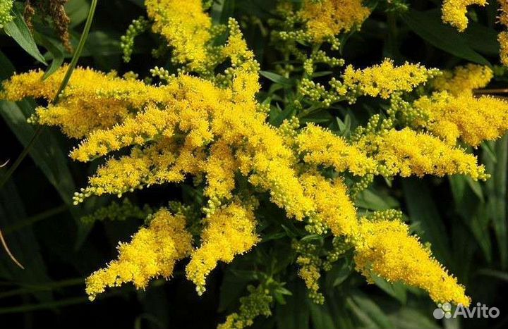 Многолетние садовые цветы