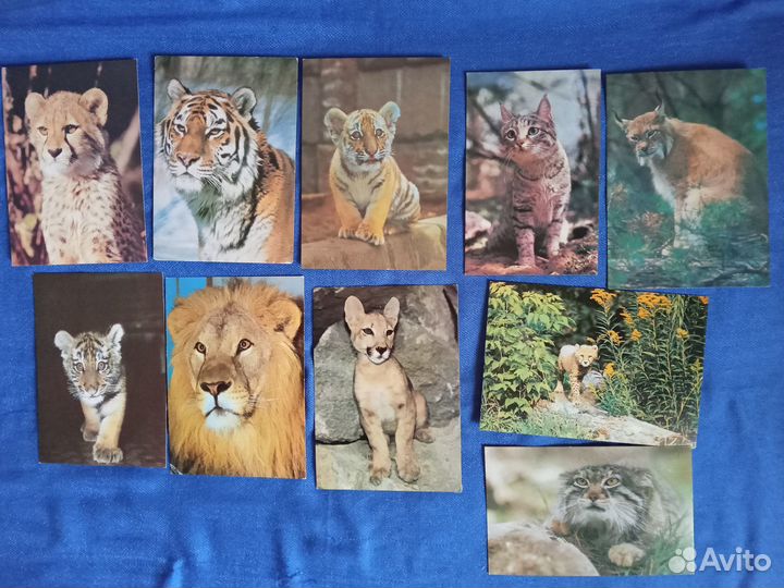 Открытки с животными