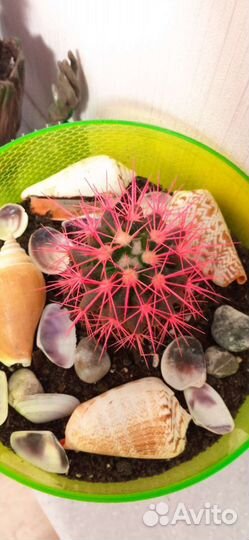 4 кактуса +горшки и кашпо- грут