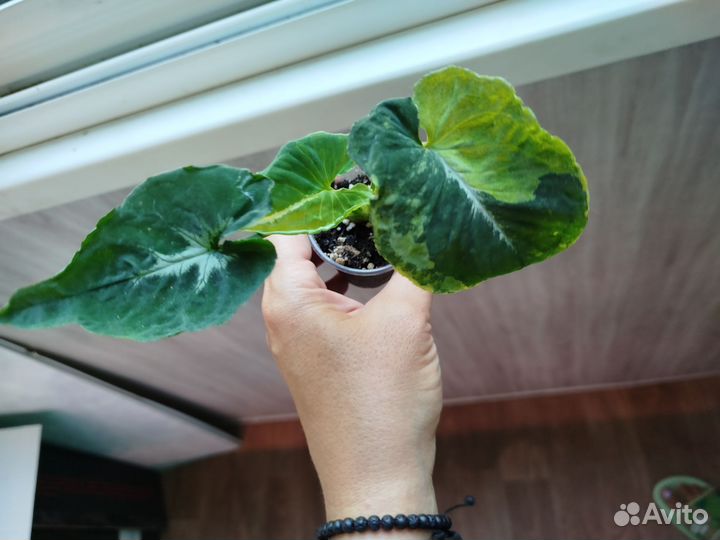 Сингониум яичница