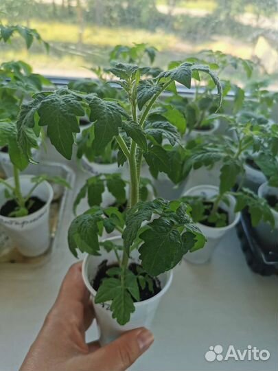 Рассада комнатных помидор