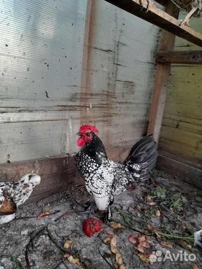 Куры молодки