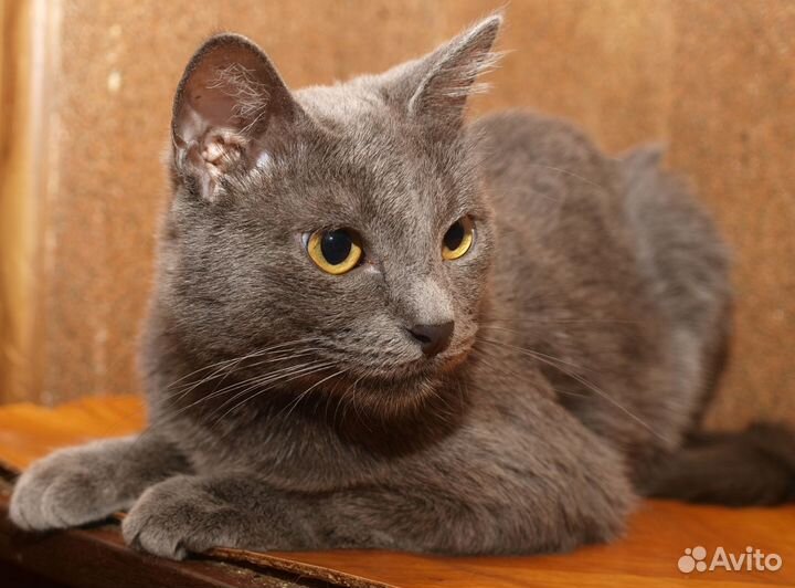 Голубой кот британский кот Анатоль (метис), 3 года