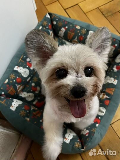 Передержка собак