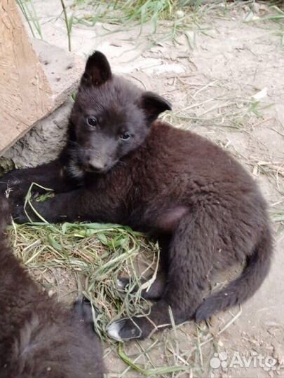 Щенок девочка ищет семью