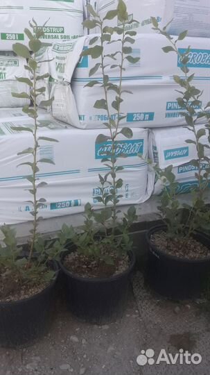 Саженцы голубики