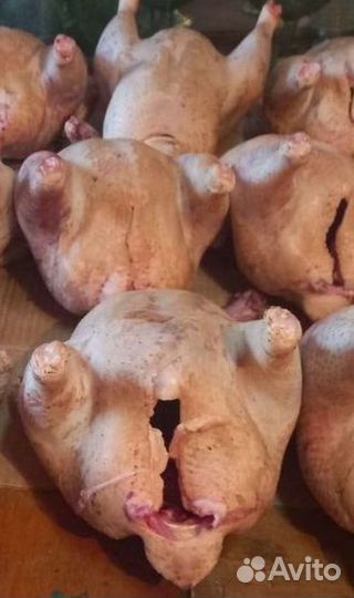 Мясо молодого бройлера