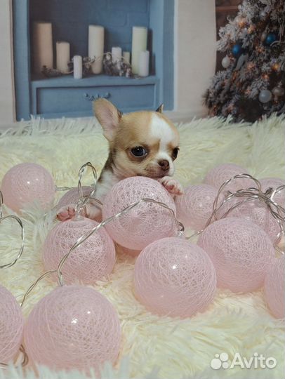 Мини мальчик