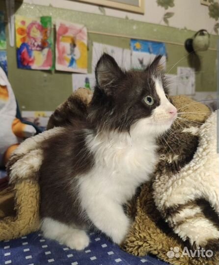 Двухмесячный котёнок ищет дом