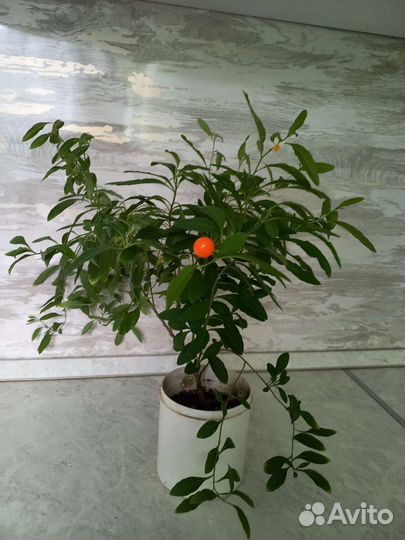 Паслён (соланиум) очень красивый