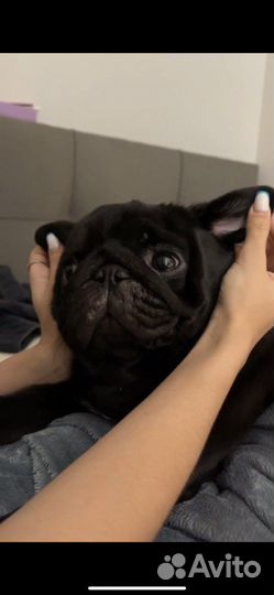 Мопс вязка мальчик