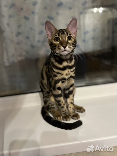 Бенгальская кошка