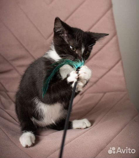 Котенок почти 3 месяца