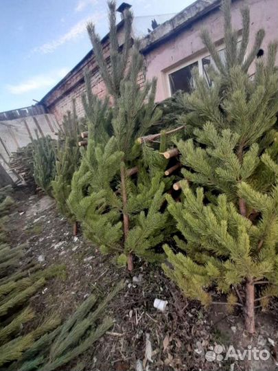 Сосна, ель, лапник, пихта