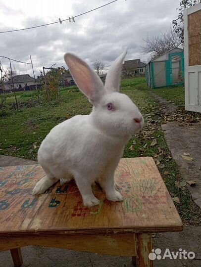 Кролик. Белый Паннон