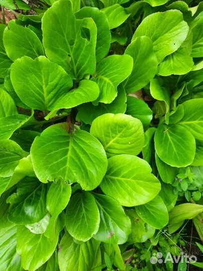 Облепиха,арония,вишня,цветы (бадан,хоста и другие)