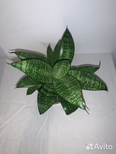 Сансевиерия трехполосная