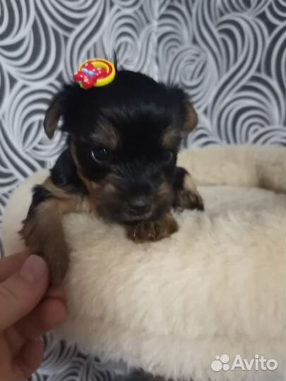 Йоркширский терьер