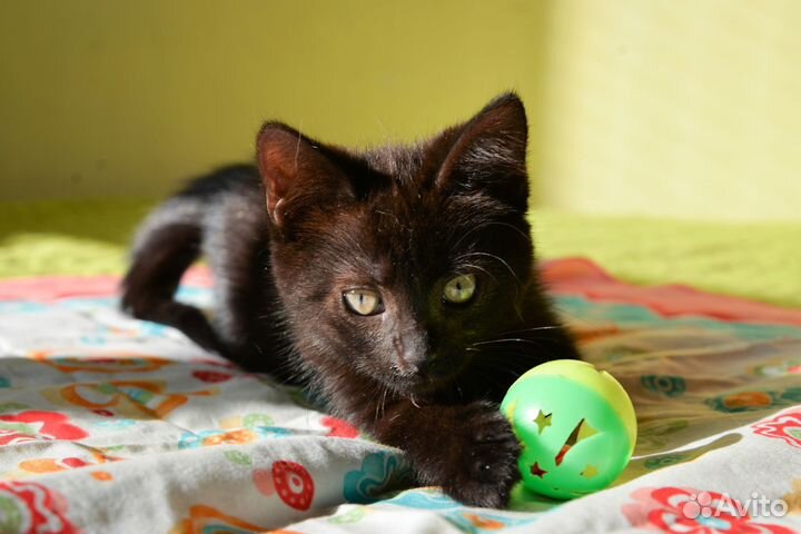 Ласковый игривый котенок девочка 2 месяца