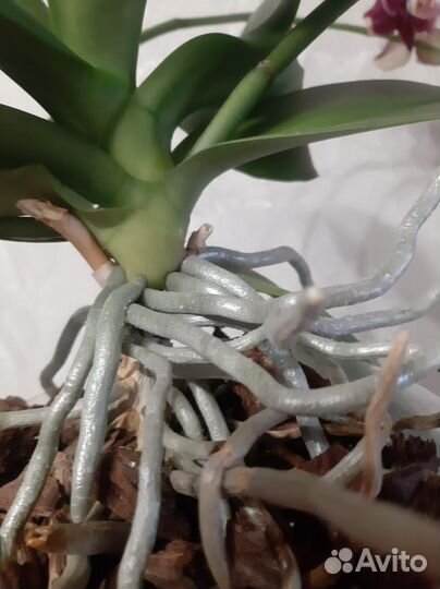 Орхидея фаленопсис 