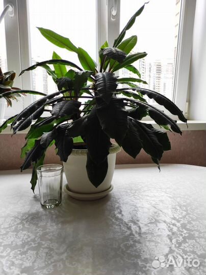 Эуфорбия. Молочай беложильчатый