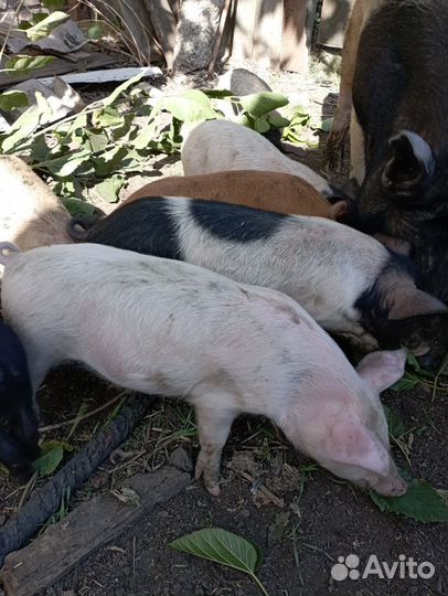 Поросята дюрок