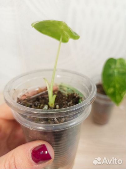 Алоказия фрайдек вариегатная