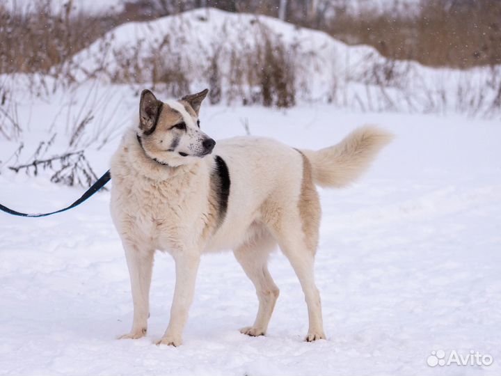 Собака Бэлла ищет дом