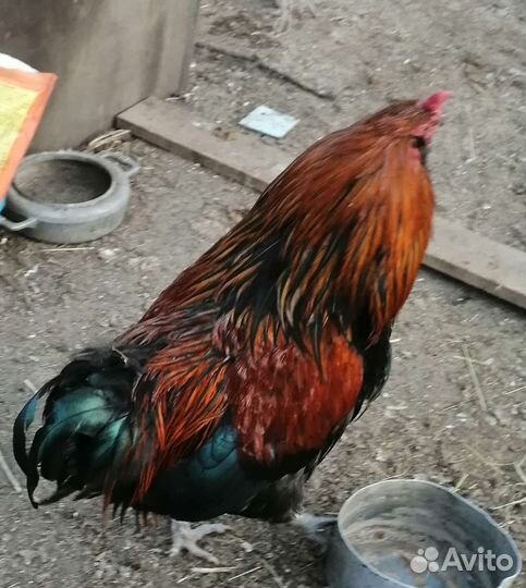 Петухи породистые яйца уток кур разноцветные