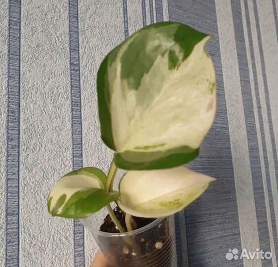 Комнатные растения обновлено